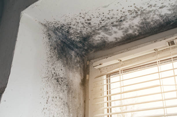 Affordable Mold Removal solutions in Hermitage, TN