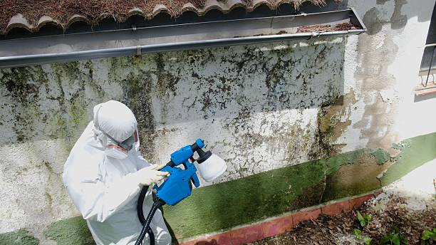 Top rated local Mold Removal specialists in Hermitage, TN